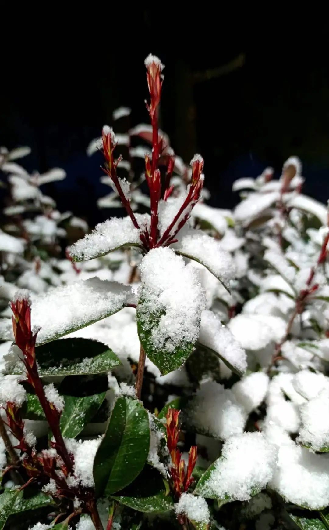 1709168969387105.jpg 0292.jpg